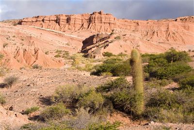 Los Cardones mit Kandelaberkakteen